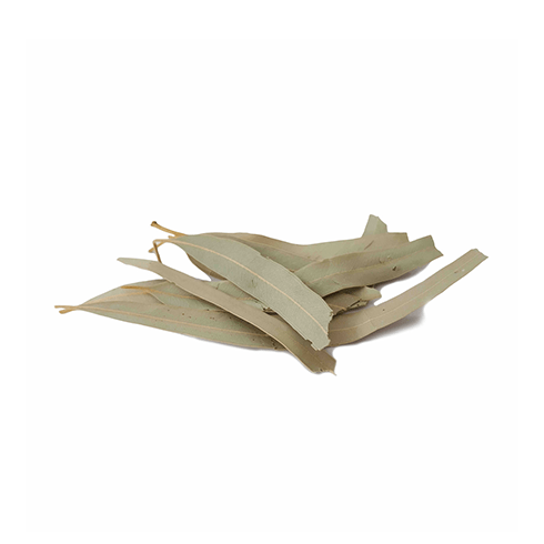  برگ اکالیپتوس 10 کیلویی (عمده)
